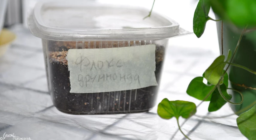 флокс друммонда