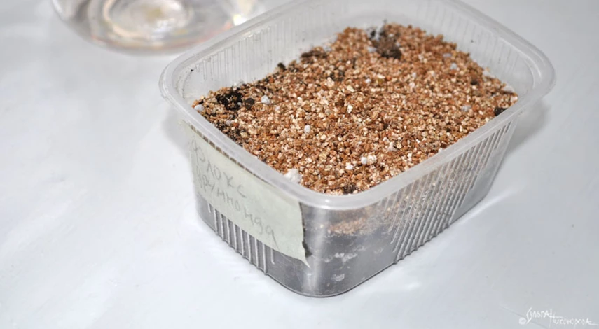 флоксы однолетние