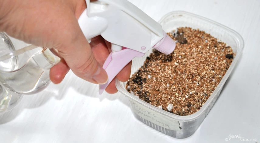 однолетние флоксы друммонда