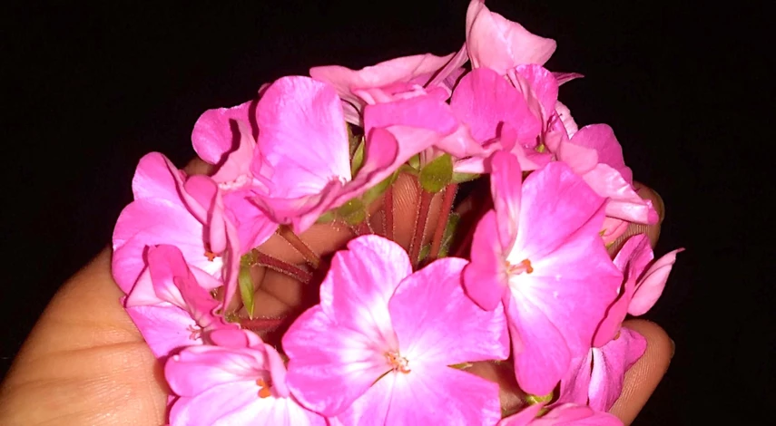 пеларгония полив зимой