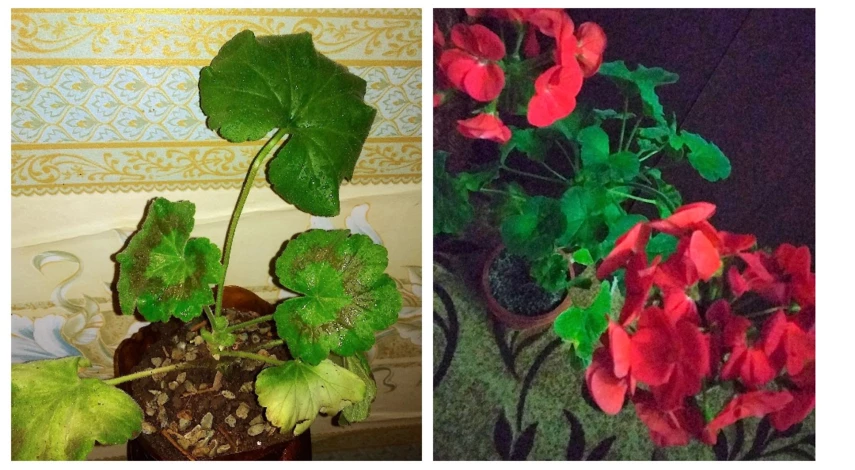 как поливать пеларгонию