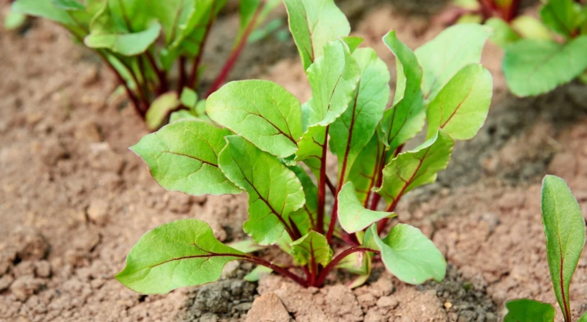 зимостойкая зелень