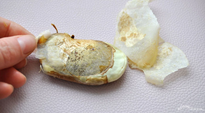 Как вытащить косточку из манго