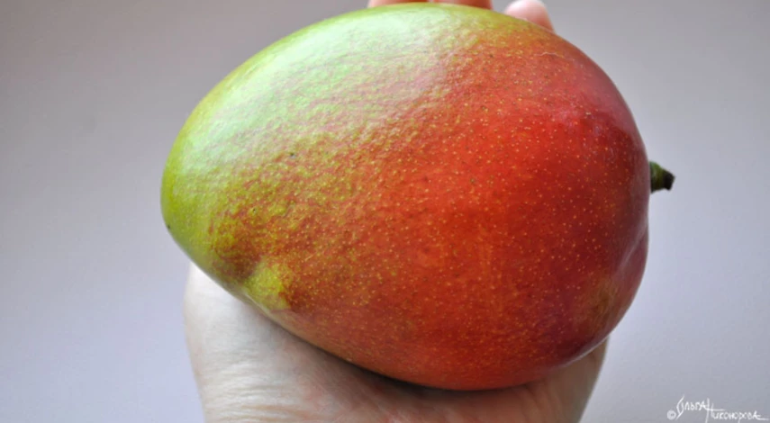 Выращивание манго из косточки