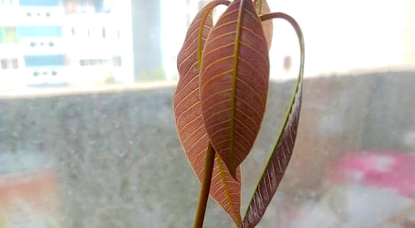 Манго из косточки