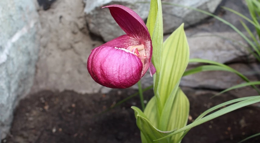 орхидея венерин башмачок уход