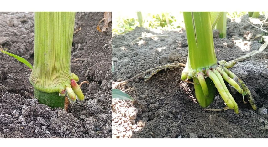 уход за кукурузой