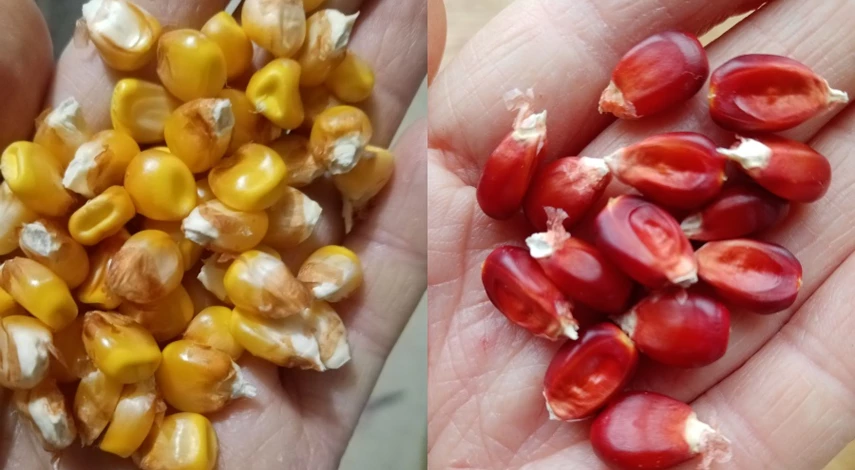 кукуруза посадка и уход