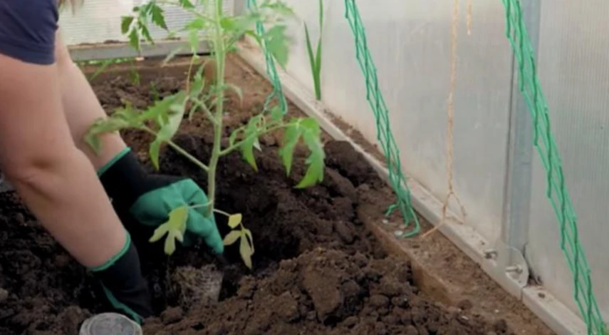 календарь посевов на год