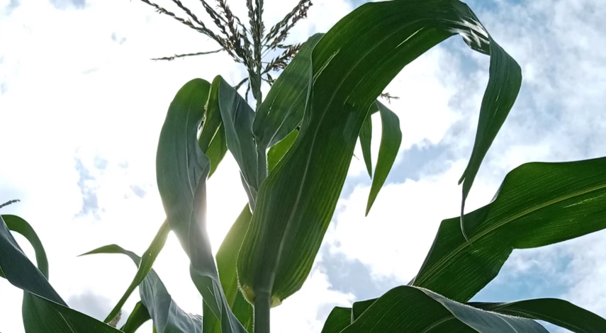 кукуруза сахарная выращивание