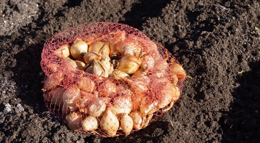 Как хранить лук севок до весны