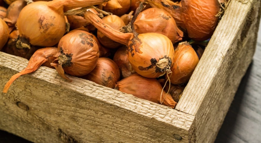 Где хранить лук севок до посадки