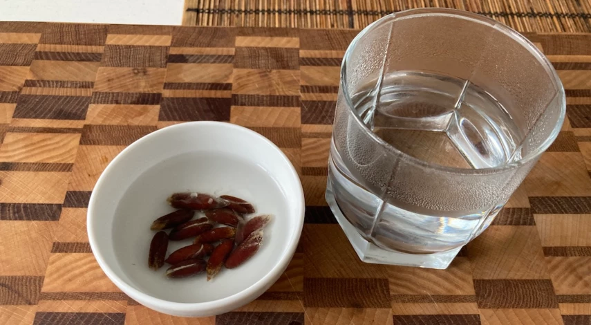 Как растет финик из косточки