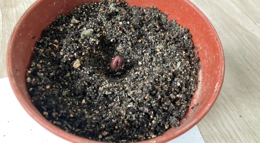 Пальма из косточек фиников