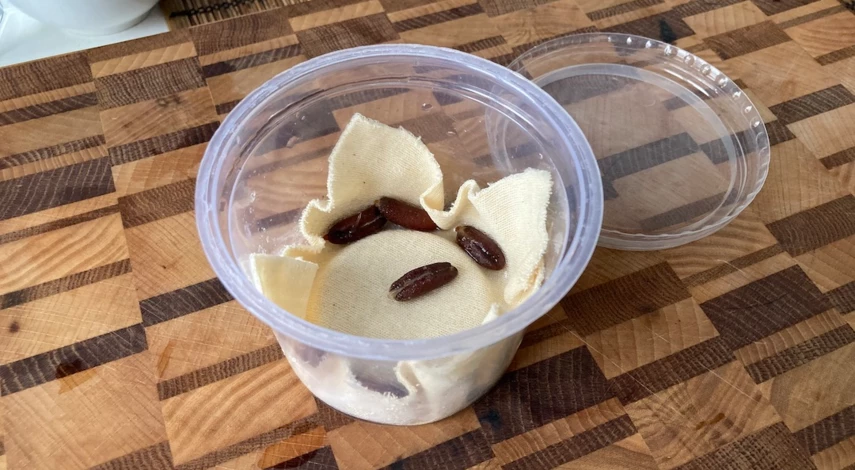 Пальма из косточек фиников