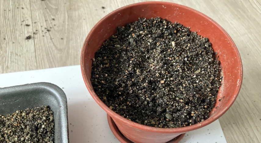 Посадить косточки фиников