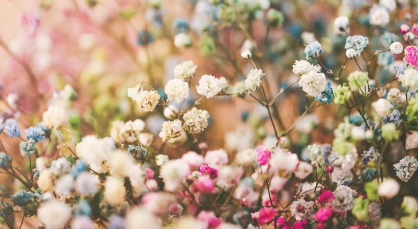 гипсофила в саду