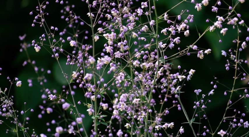 уход за гипсофилой