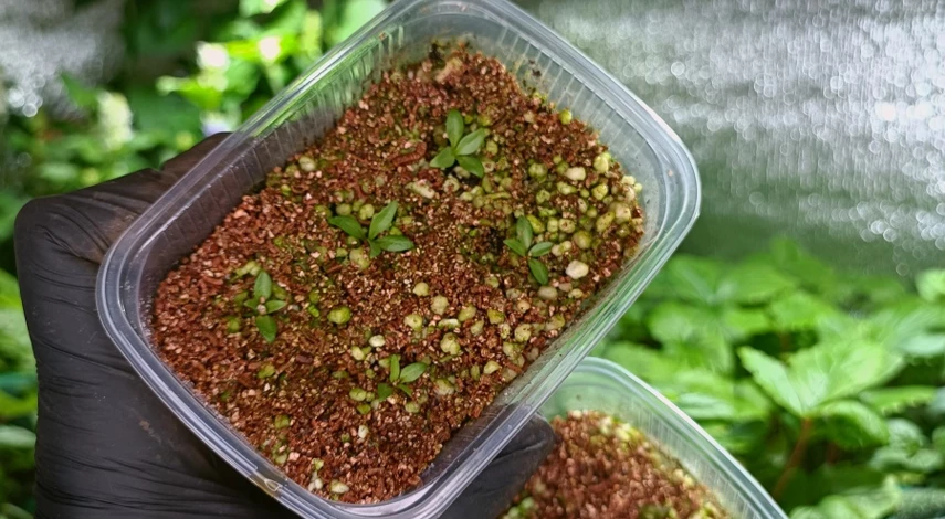 Правильная посадка эустомы