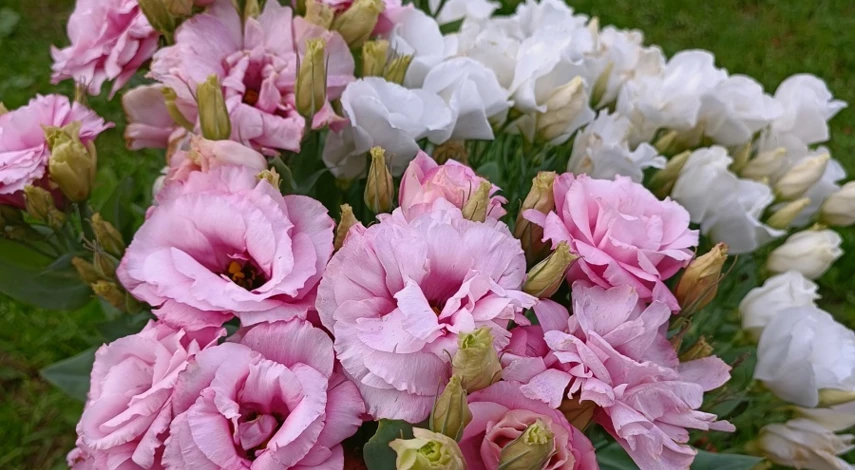 Посадка эустомы в декабре