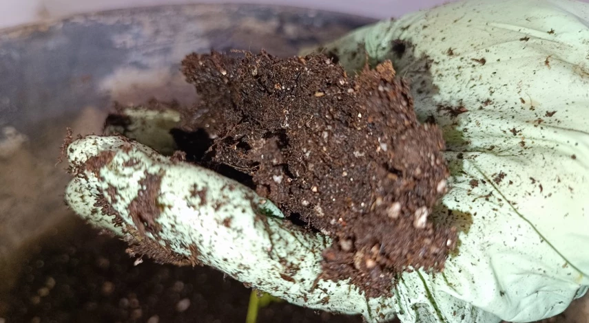 Как сажать семена эустомы