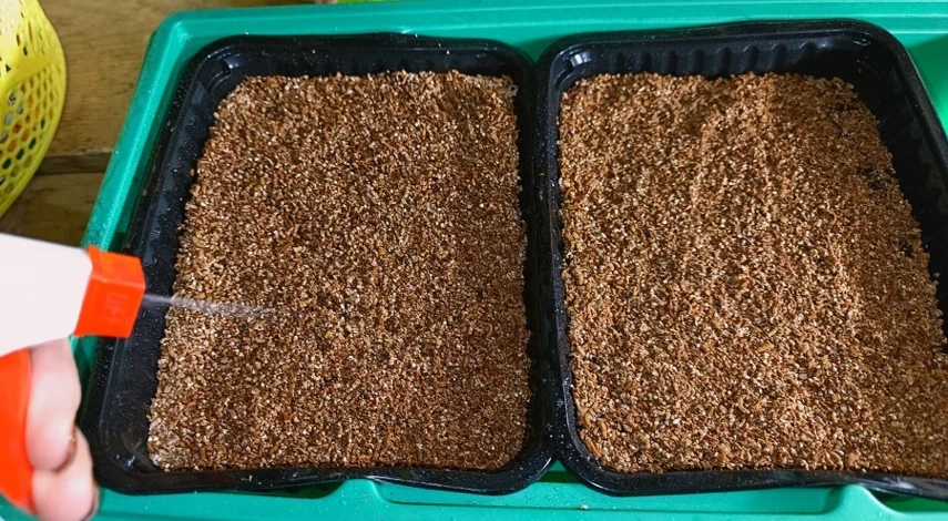 Грунт для посадки эустомы