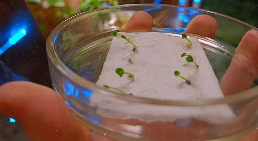 Посадка эустомы на салфетках