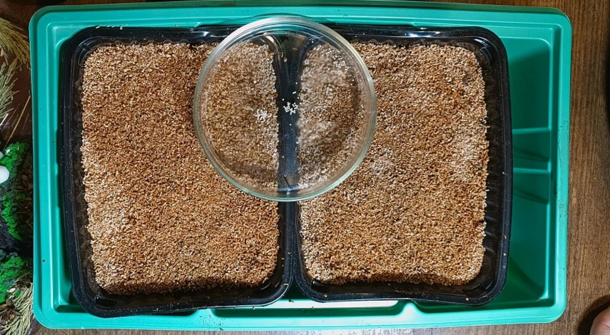 Способ посадки эустомы