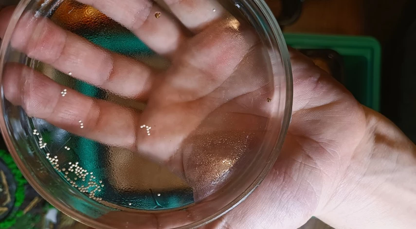 Как посадить эустому