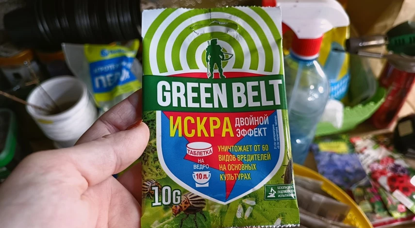 Как посадить семена эустомы