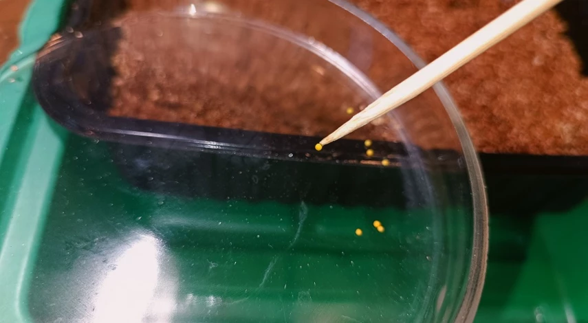 Посадка эустомы в домашних условиях