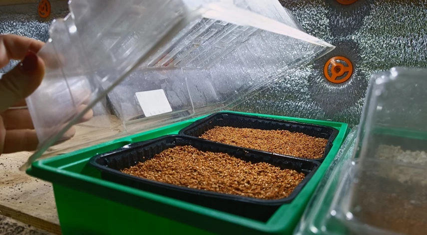 Как правильно сажать эустомы