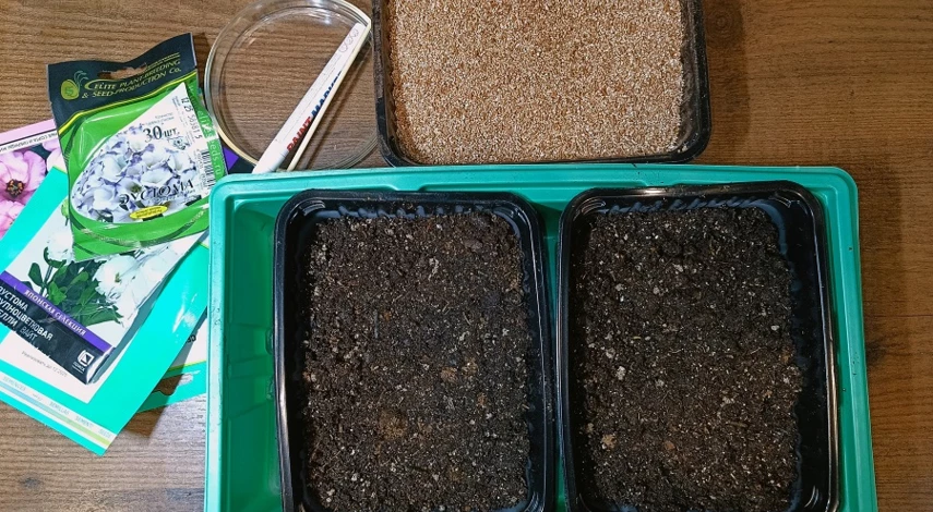 Посадка эустомы в вермикулит