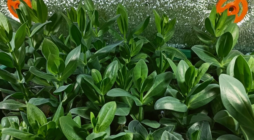 Рекомендации после посадке эустомы