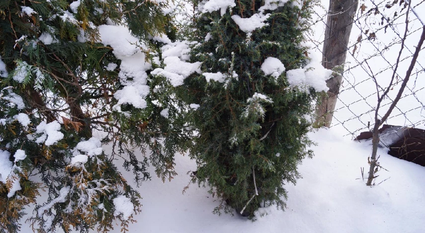 работы в саду зимой