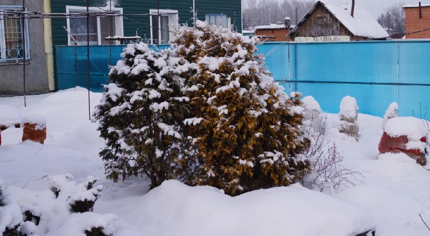 что делать в саду зимой