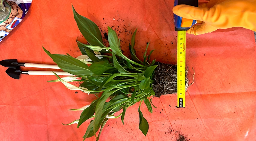 пересадка комнатных цветов в январе