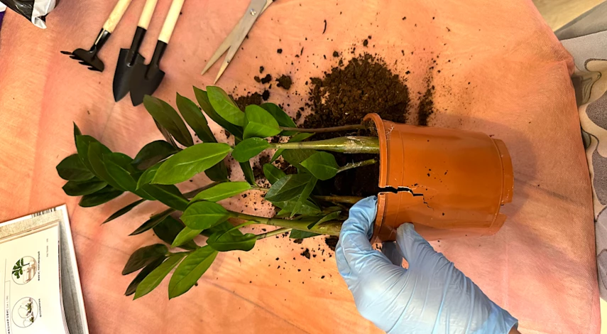 пересадка цветов зимой