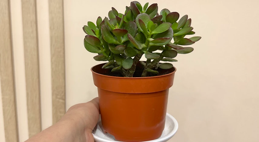 уход за толстянкой зимой