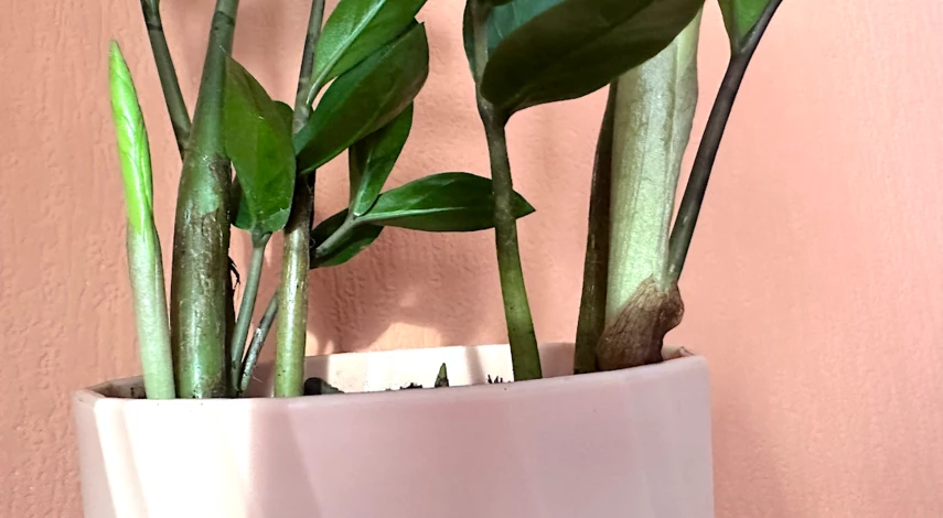 уход за цветами в феврале