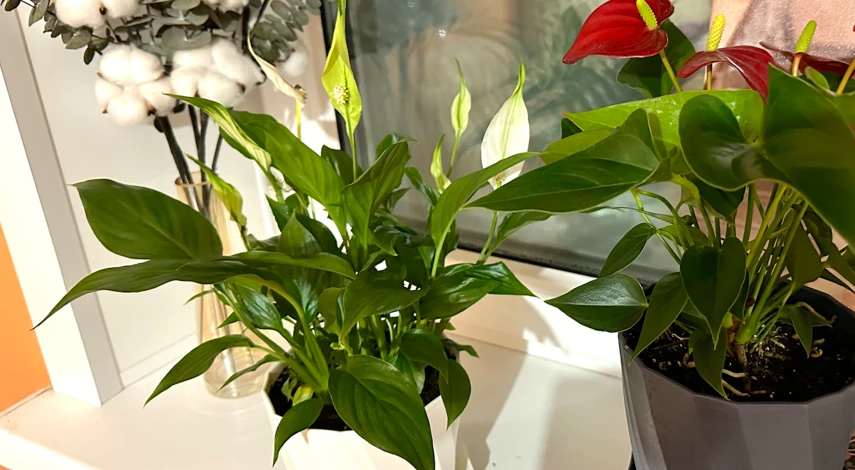 Комнатные растения в феврале