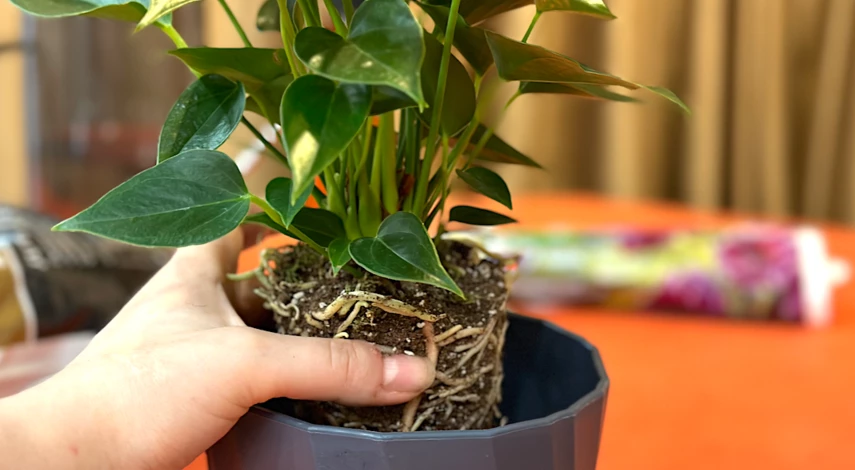 пересадка цветов зимой