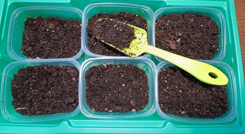 Как посеять ампельную петунию