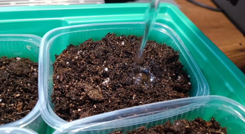 Петуния ампельная семенами на рассаду