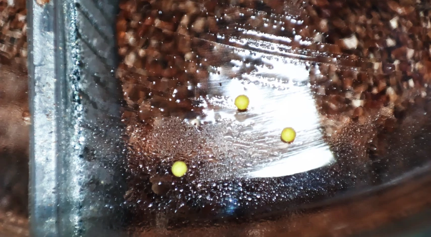 Посадка ампельных петуний