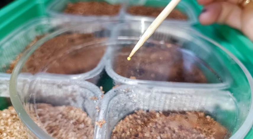 посев петунии на рассаду