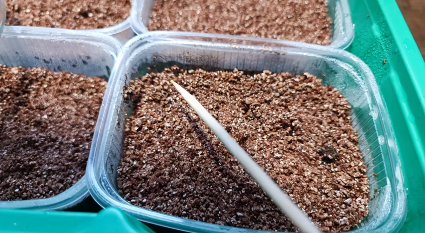 Посадка петунии на рассаду