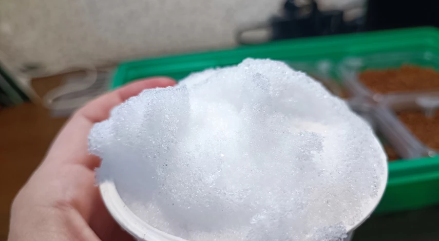 Посев петунии на снег