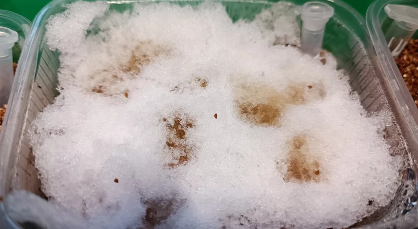 посев семян на снег