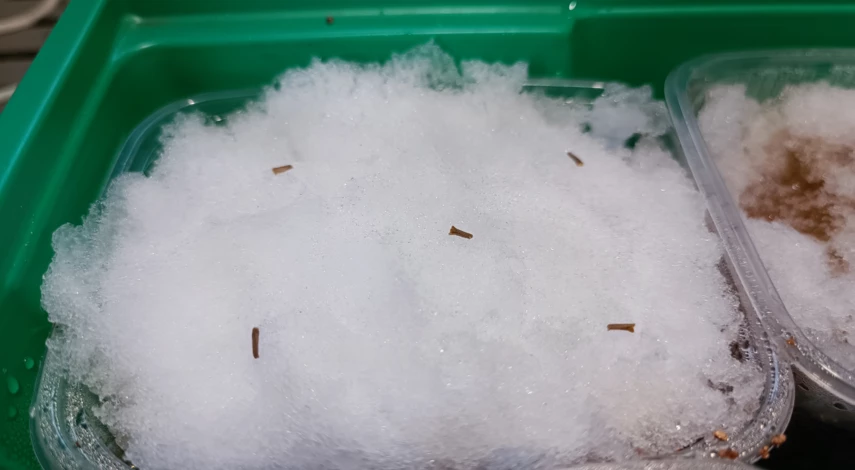 посев цветов на снег